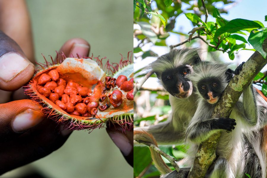 spice firm and jozani