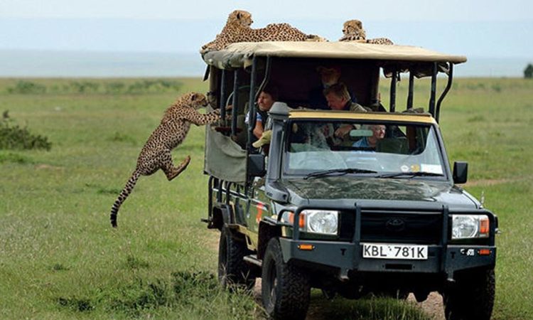 mikumi national park