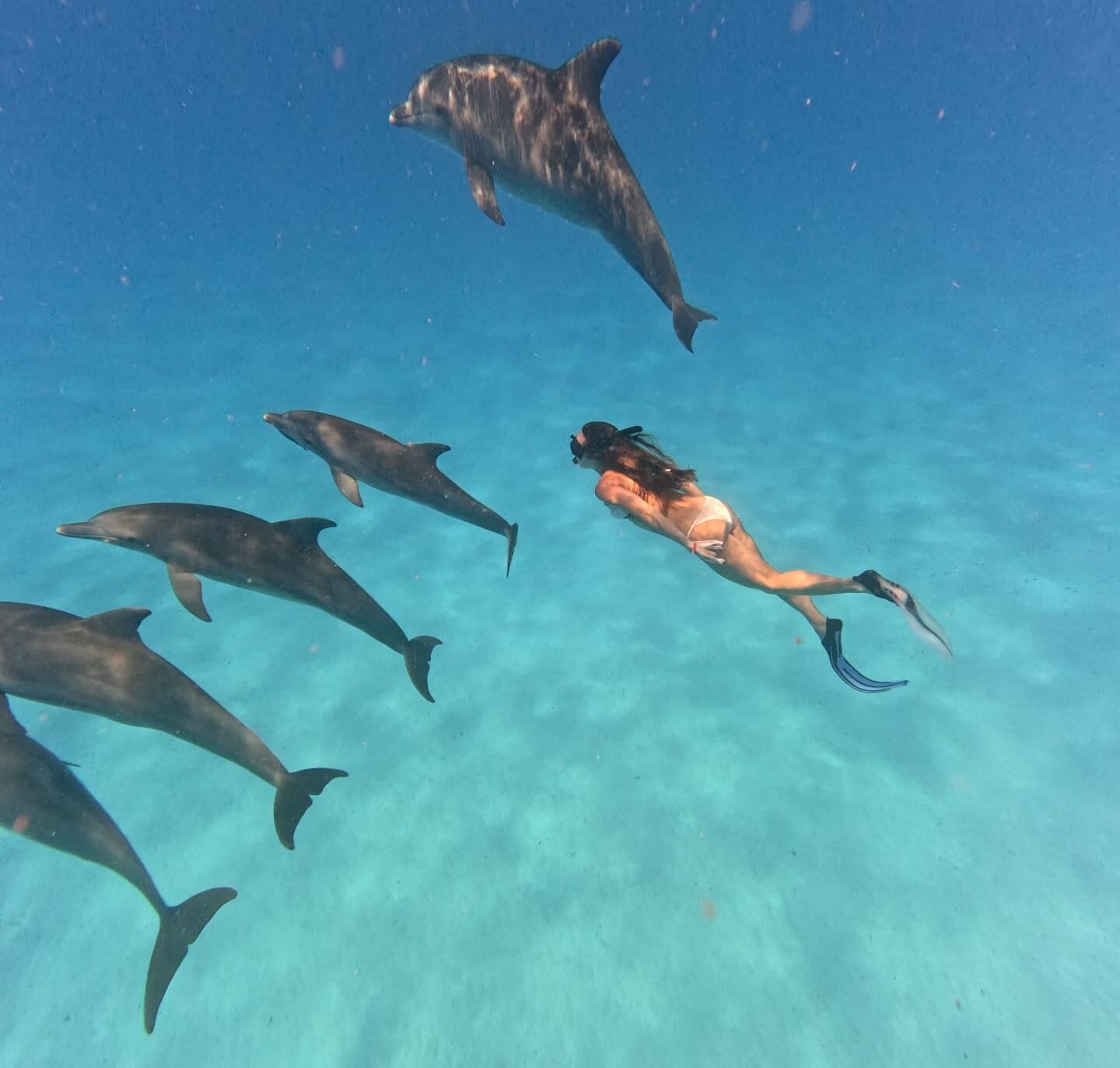 Dolphin Watching Adventure – A Once-in-a-Lifetime Experience