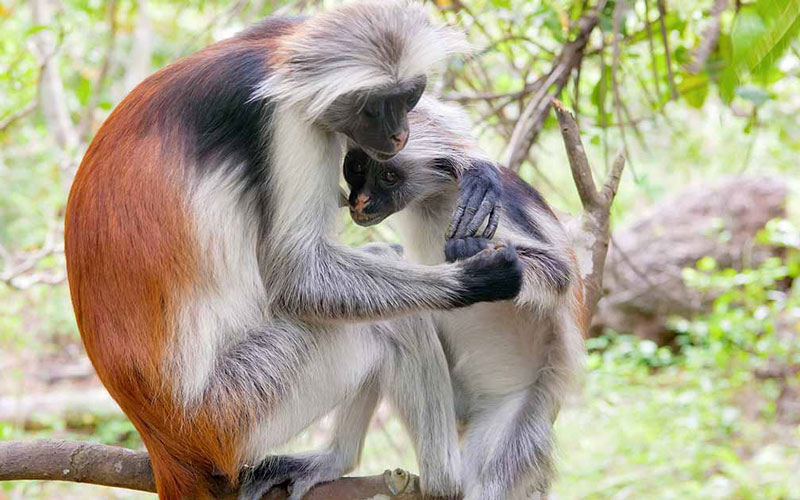 red colobus monkey in jozani