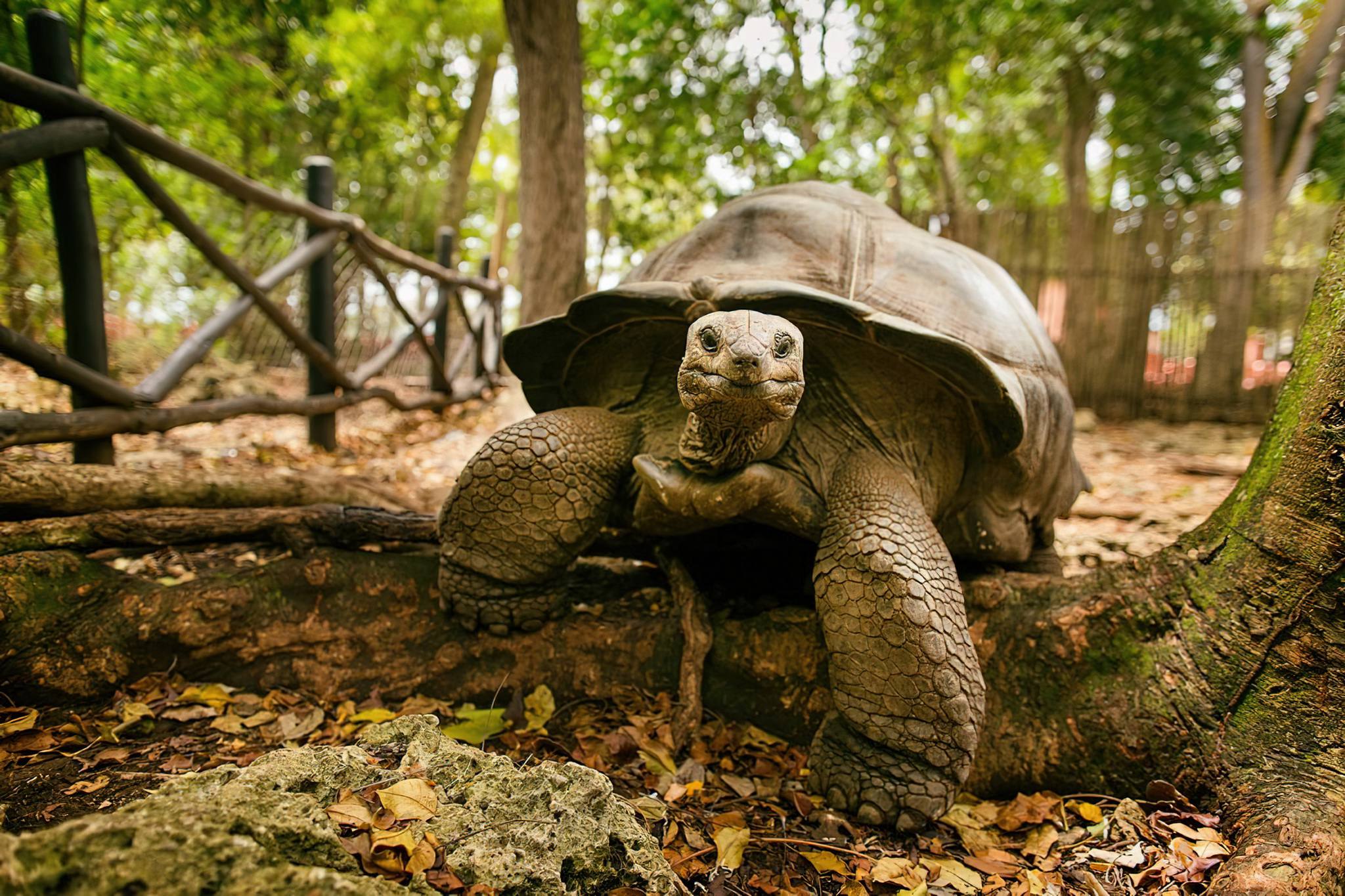 Zanzibar_Prison_Island_Aldabra_Giant_Tortoise_