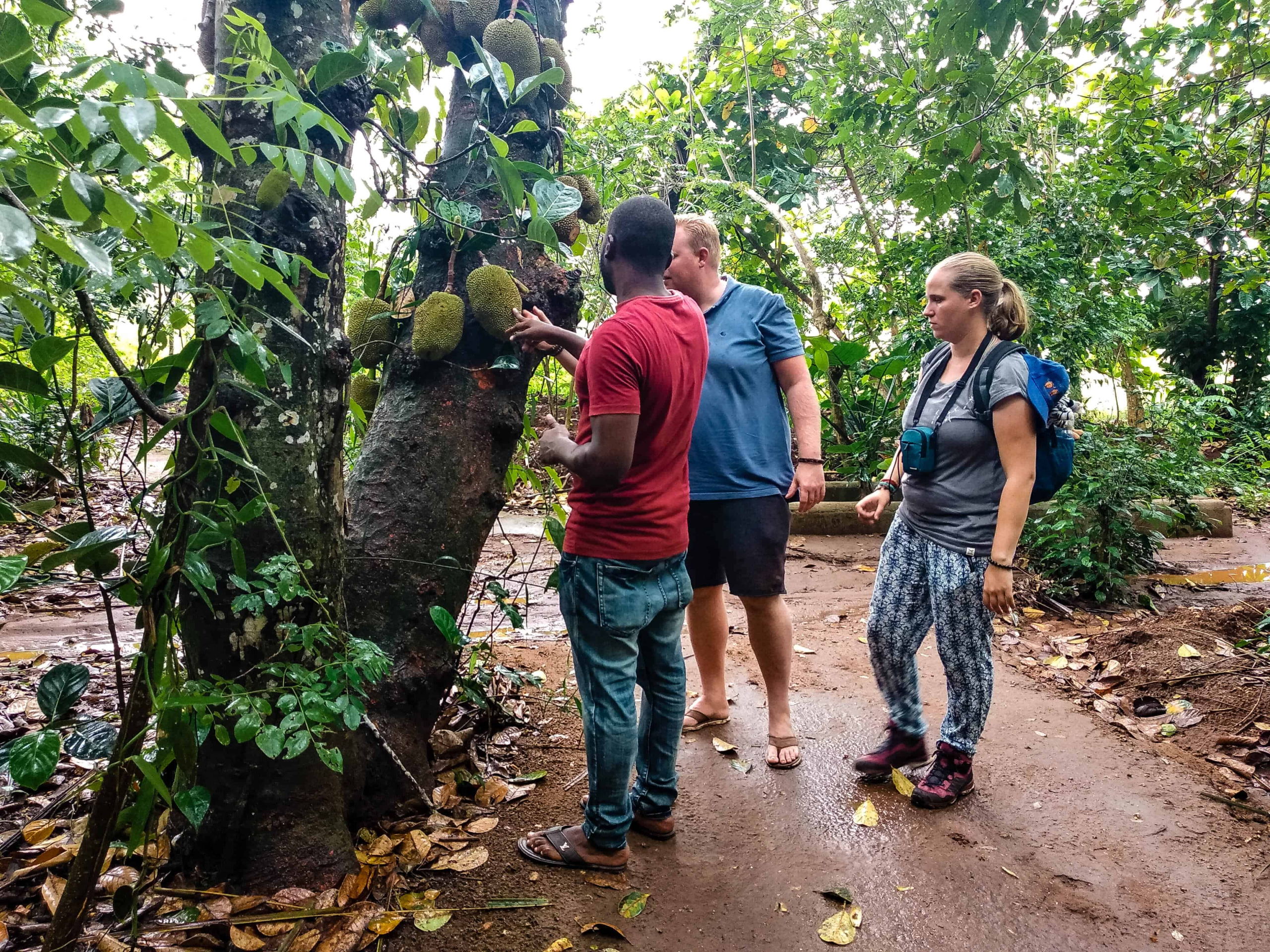 Visit Local Farms and Spice Plantations