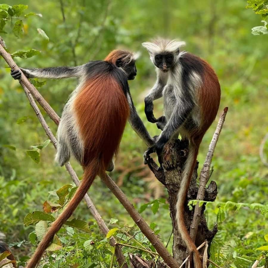 Jozani Forest romantic things to do in Zanzibar for couples