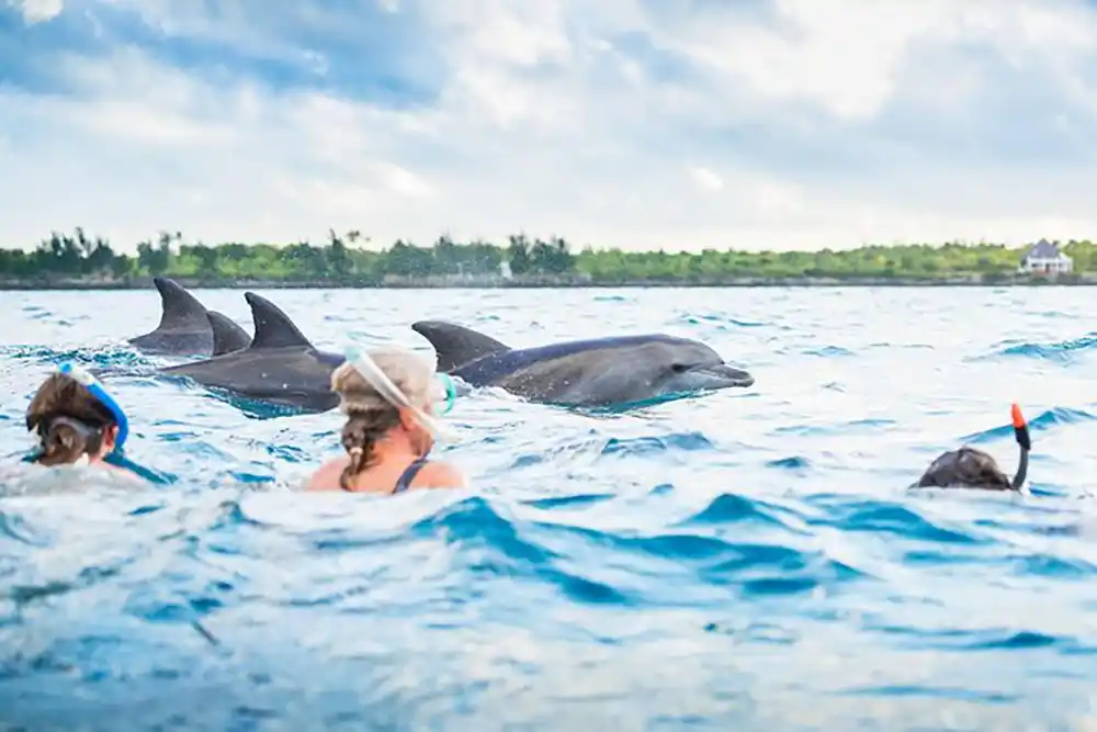Tours-Zanzibar-Dolphin-tours