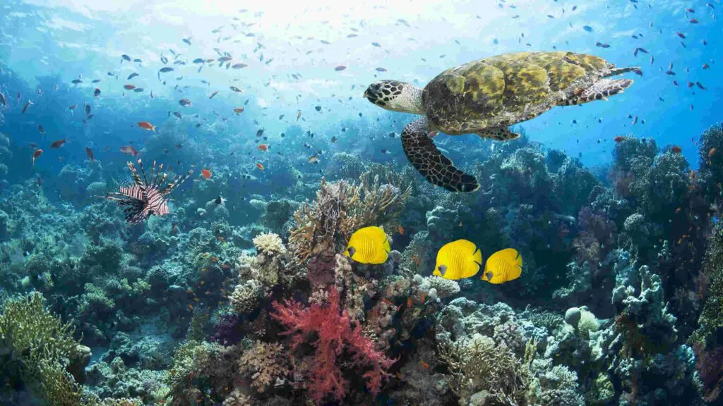 Where to find turltes in Zanzibar