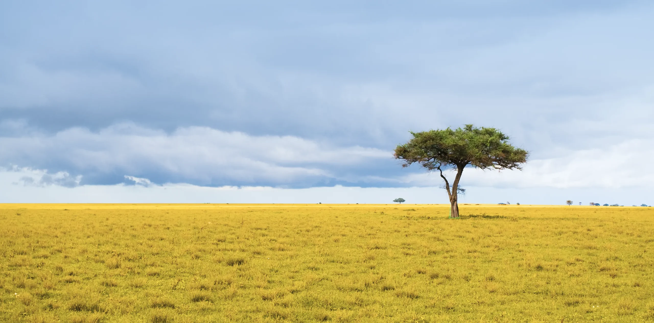 Matching Your Safari Goals with Seasons