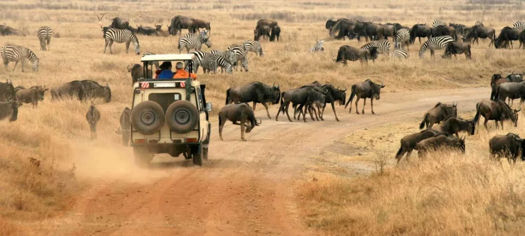 dry season safari