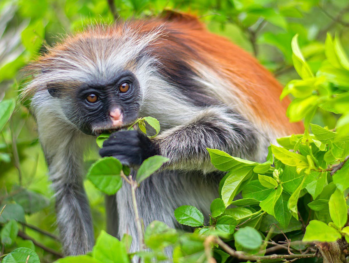 jozani red colobus monkey