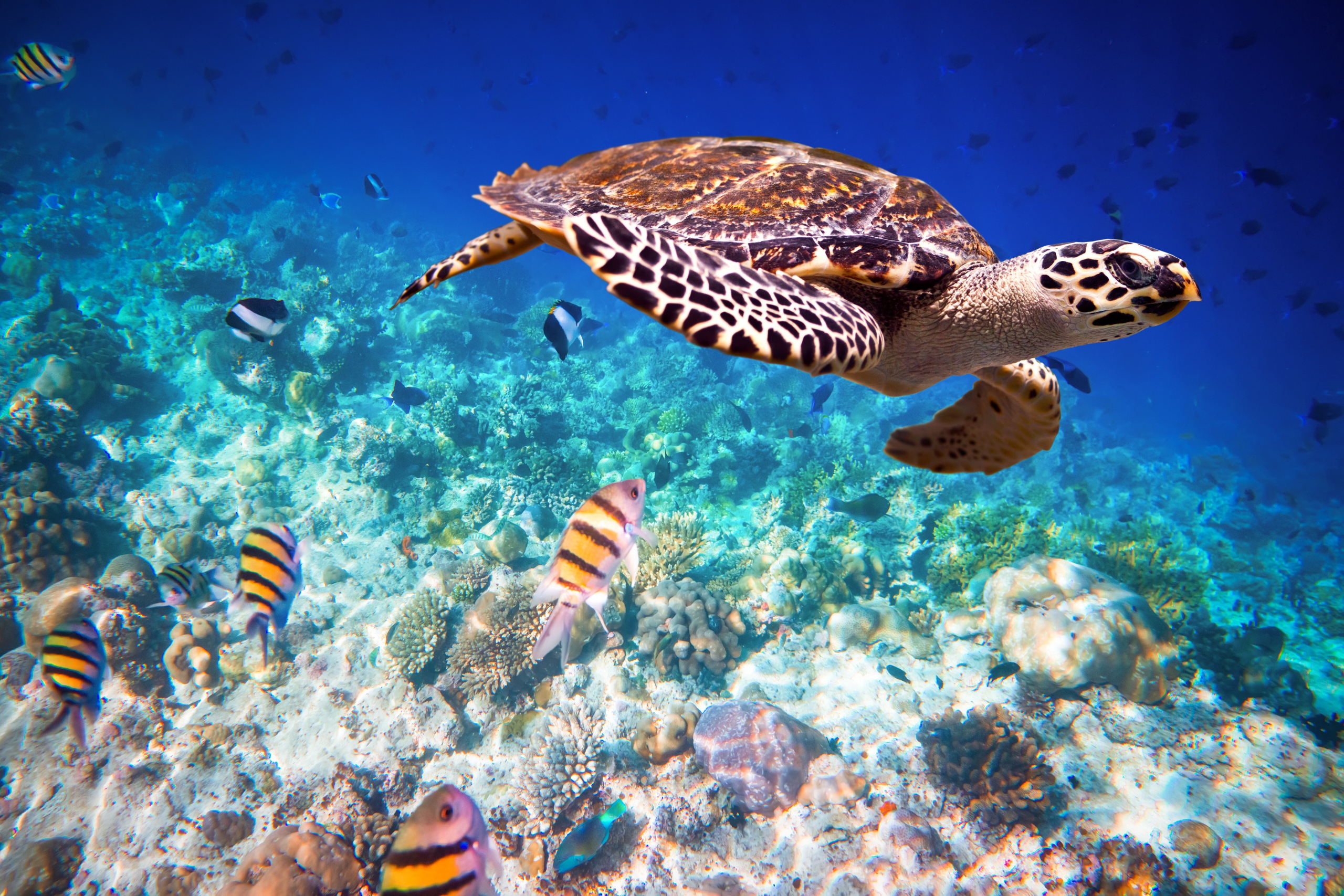 Sea Turtle Hatcheries in Michamvi and Paje