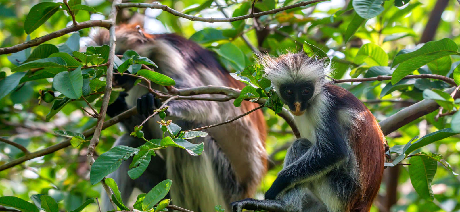 jozani red colobus monkeys
