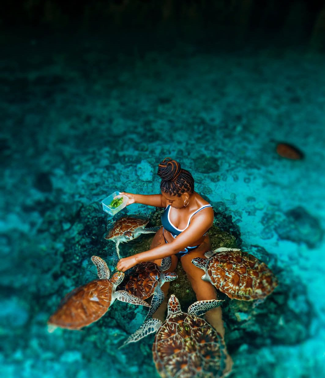 Swimming with turtles