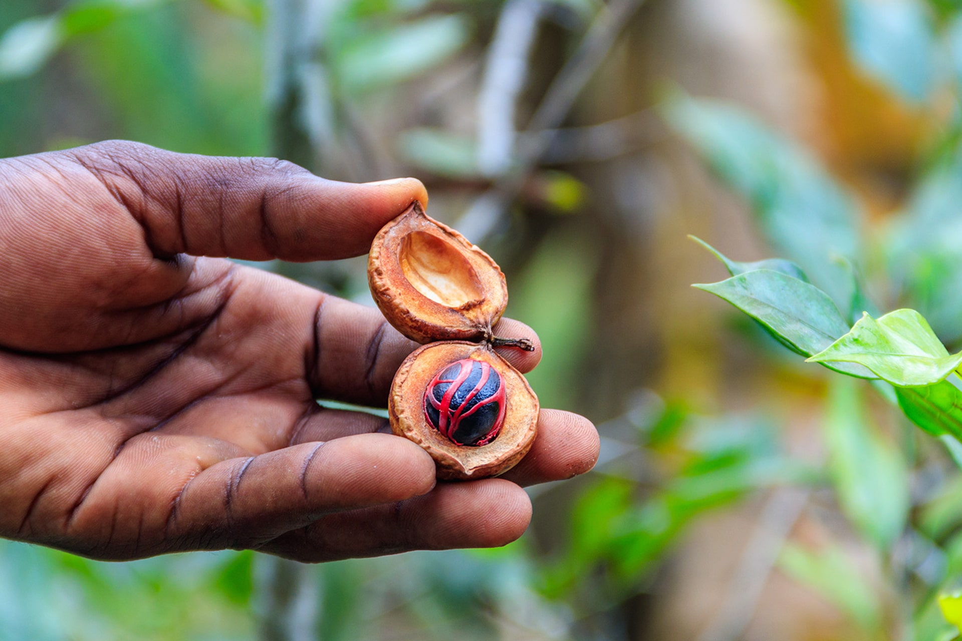 Morning: Spice Farm Experience