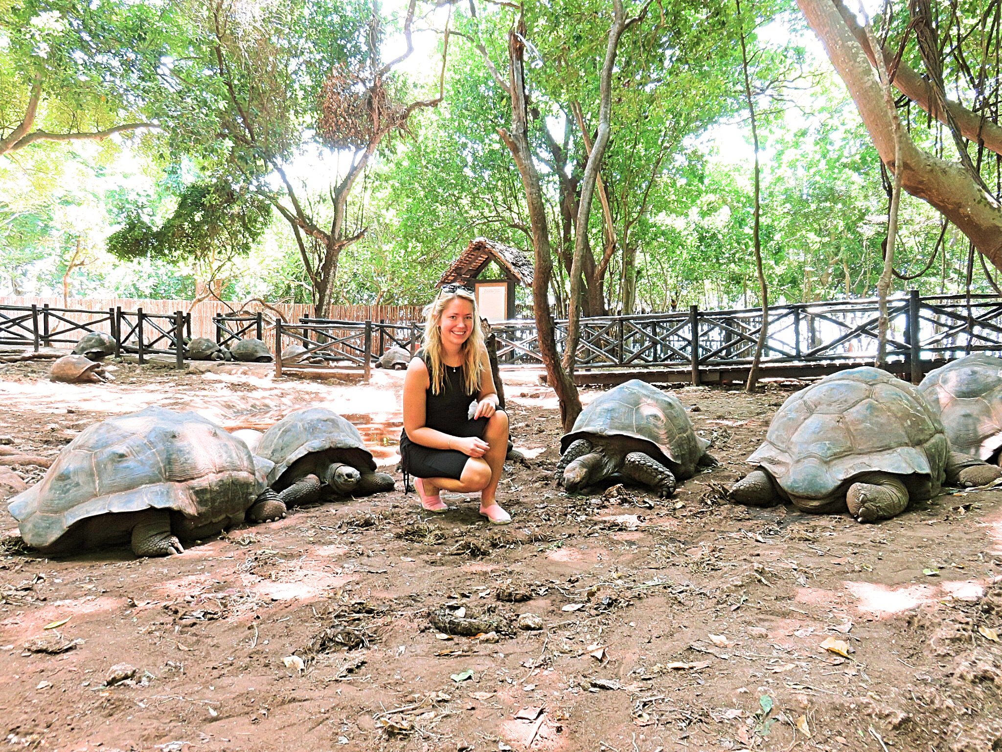 Respect the Wildlife – Tortoises & Marine Life